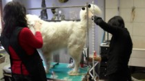 Hundesalon Apolda - von xxs bis xxl