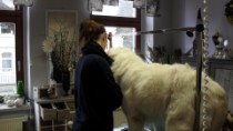 Hundesalon Apolda